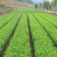 正宗茶叶龙井茶安吉白茶绿茶大白黄金芽108各种茶苗出售