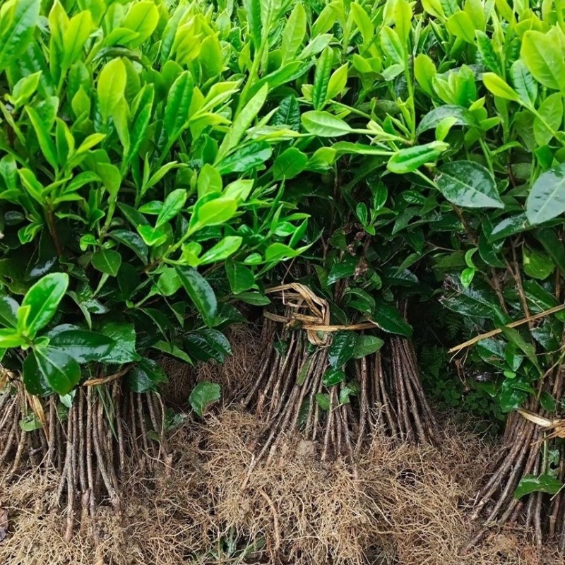 正宗茶叶龙井茶安吉白茶绿茶大白黄金芽108各种茶苗出售