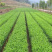 正宗茶叶龙井茶安吉白茶绿茶大白黄金芽108各种茶苗出售