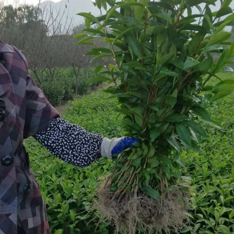 正宗茶叶龙井茶安吉白茶绿茶大白黄金芽108各种茶苗出售