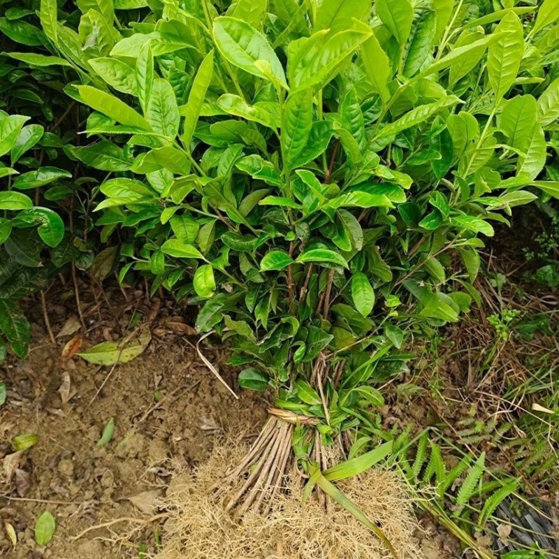 正宗茶叶龙井茶安吉白茶绿茶大白黄金芽108各种茶苗出售