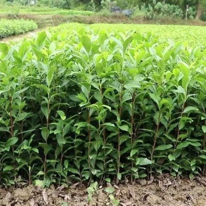 正宗茶叶龙井茶安吉白茶绿茶大白黄金芽108各种茶苗出售