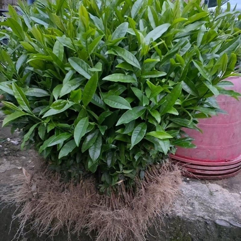 正宗茶叶龙井茶安吉白茶绿茶大白黄金芽108各种茶苗出售