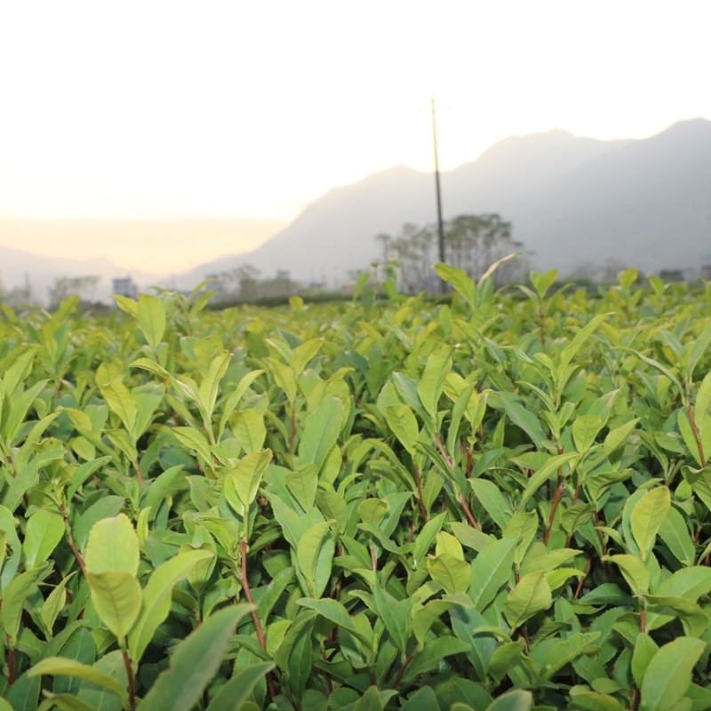 正宗茶叶龙井茶安吉白茶绿茶大白黄金芽108各种茶苗出售