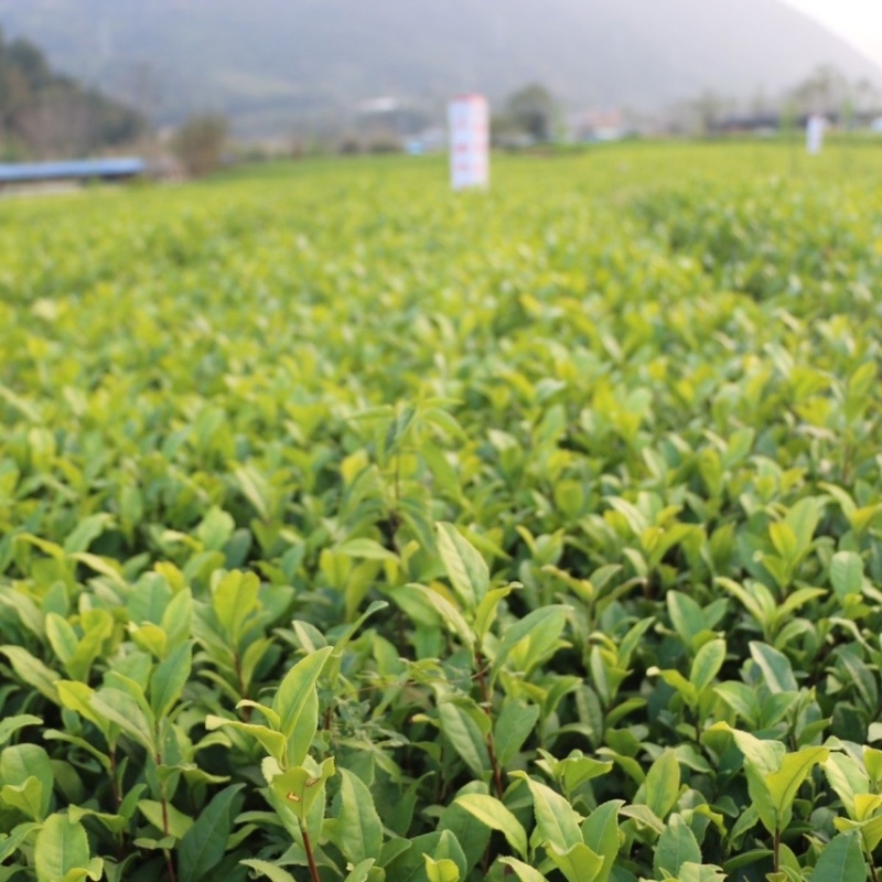 正宗茶叶龙井茶安吉白茶绿茶大白黄金芽108各种茶苗出售