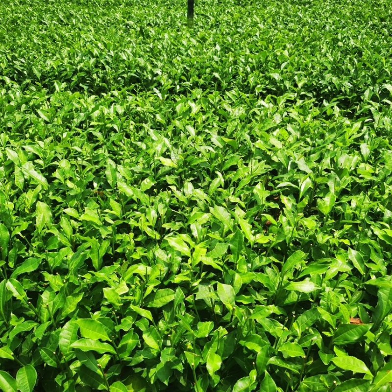 正宗茶叶龙井茶安吉白茶绿茶大白黄金芽108各种茶苗出售
