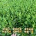 正宗茶叶龙井茶安吉白茶绿茶大白黄金芽108各种茶苗出售