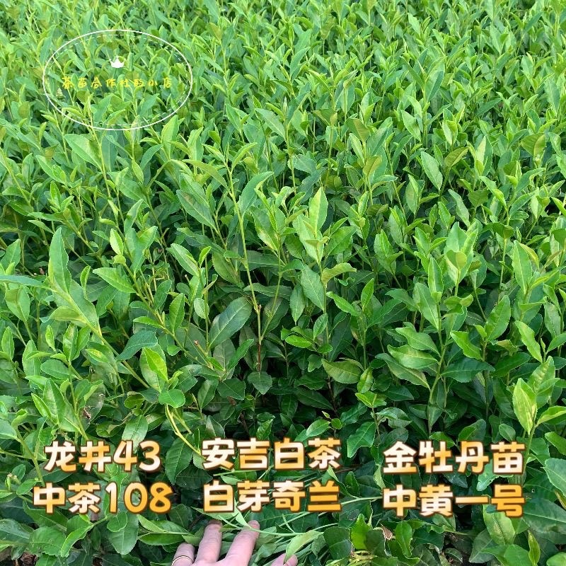 正宗茶叶龙井茶安吉白茶绿茶大白黄金芽108各种茶苗出售