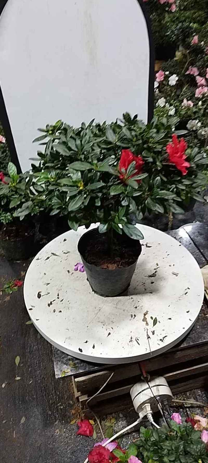 杜鹃花