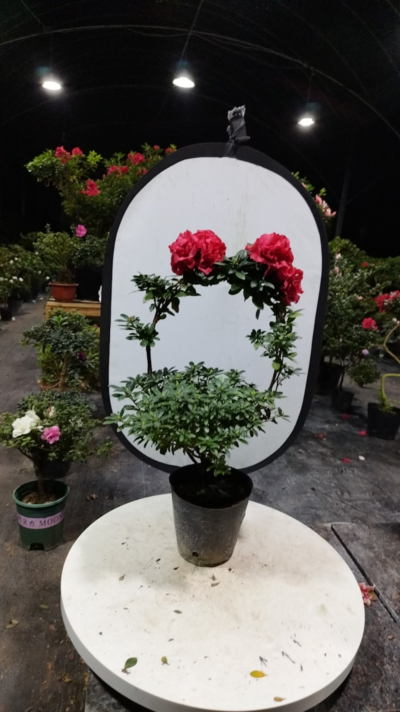 杜鹃花