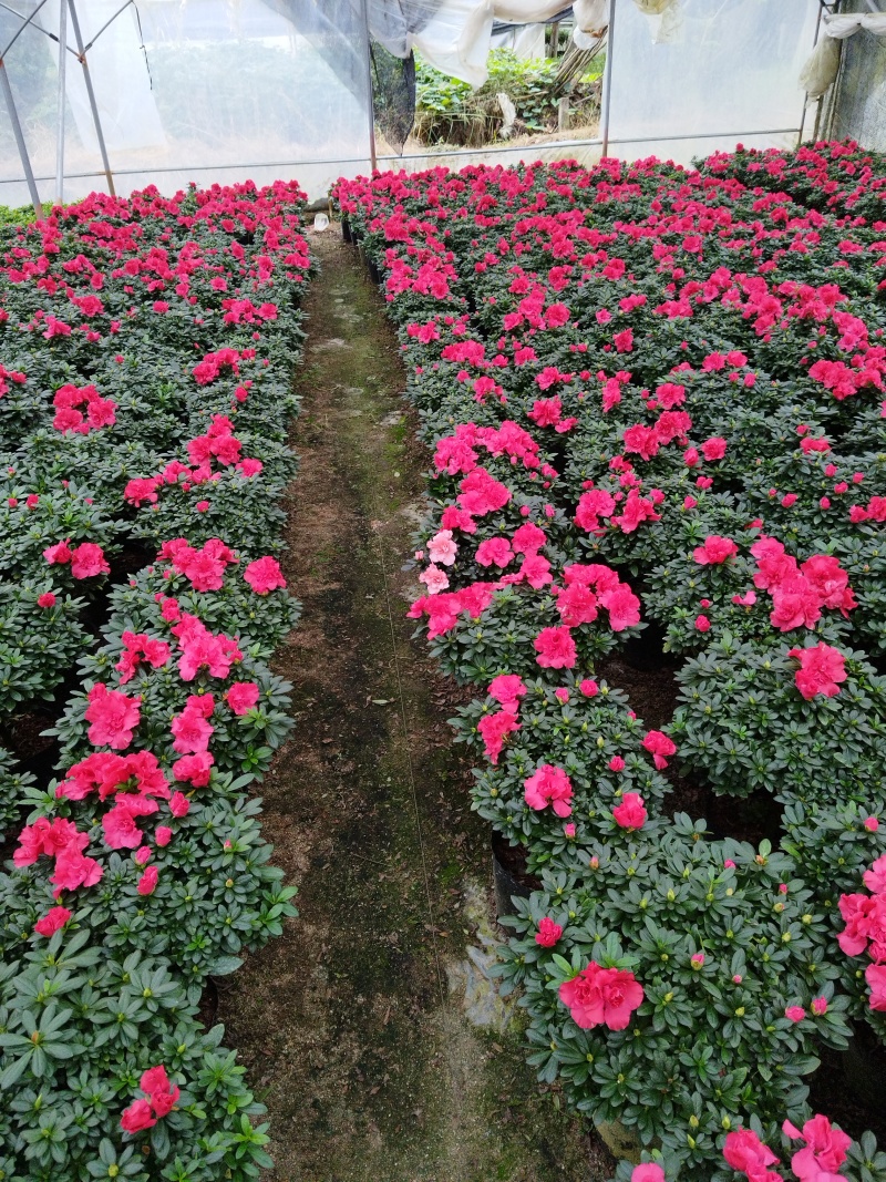 杜鹃花