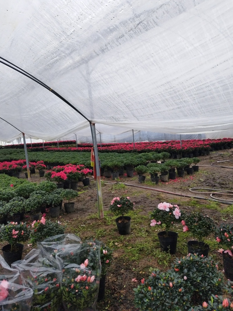 杜鹃花