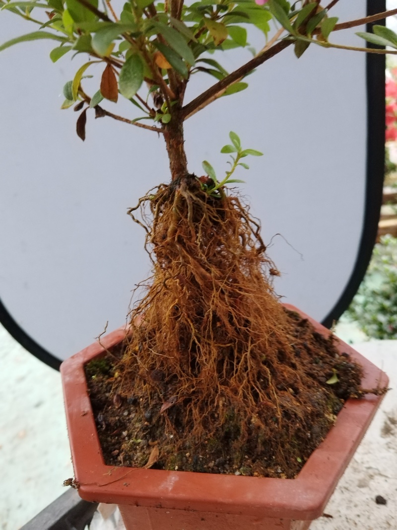 杜鹃花