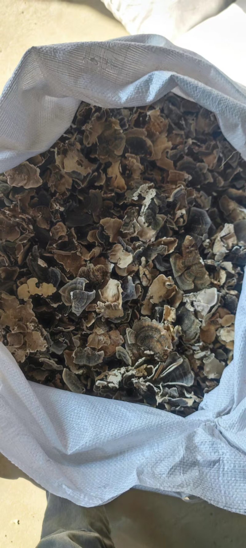 云芝，全检云芝，各种规格，
