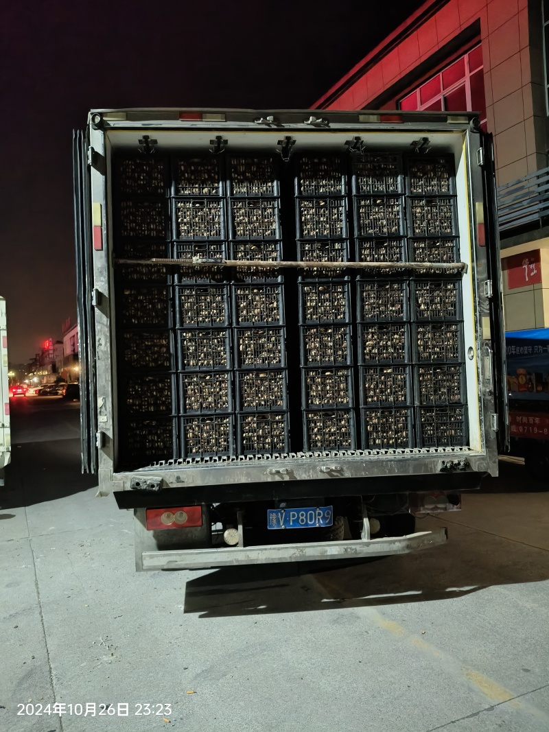 鲜香菇花菇白面菇产地供货现采现发优质货源对接市场