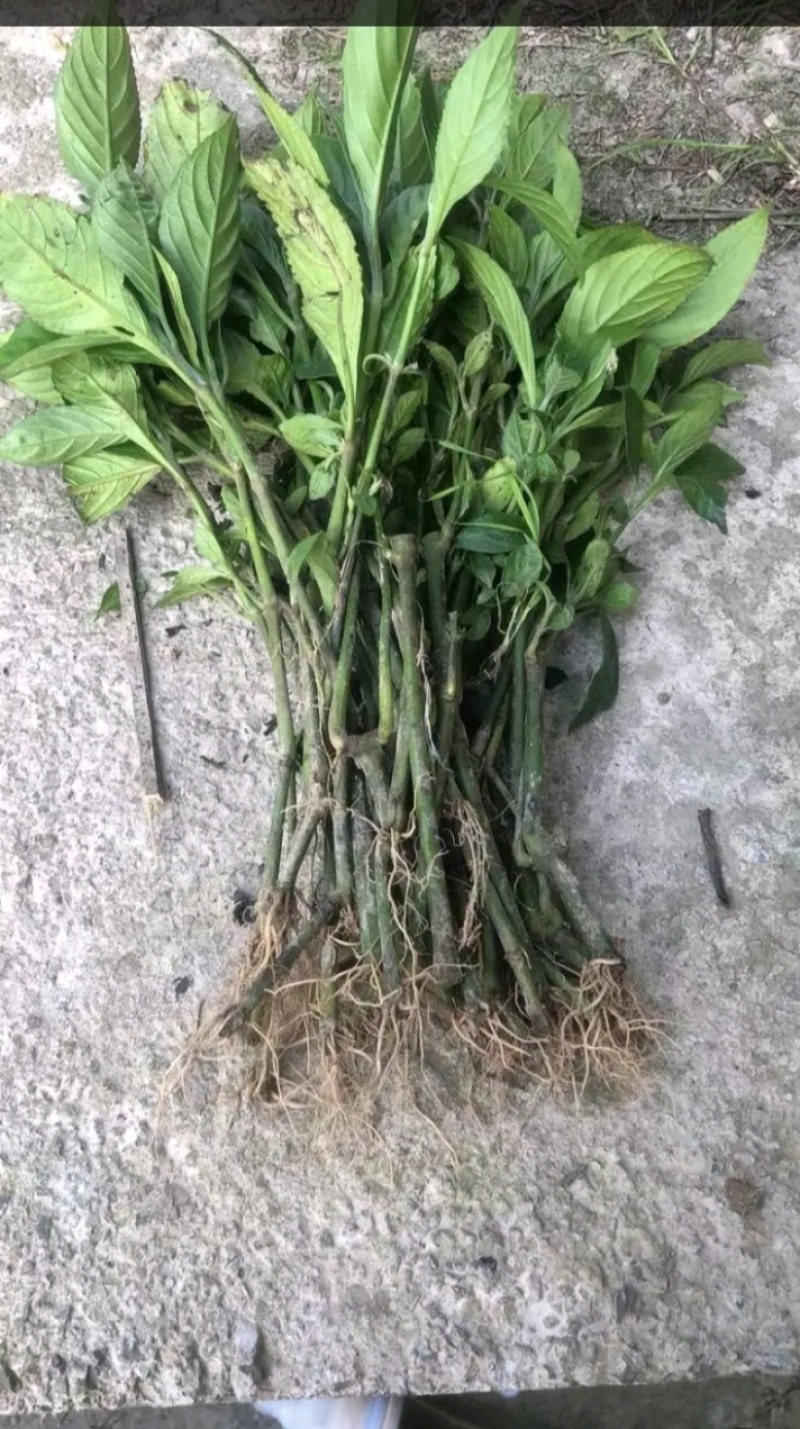 南板蓝根种苗