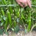 尖椒