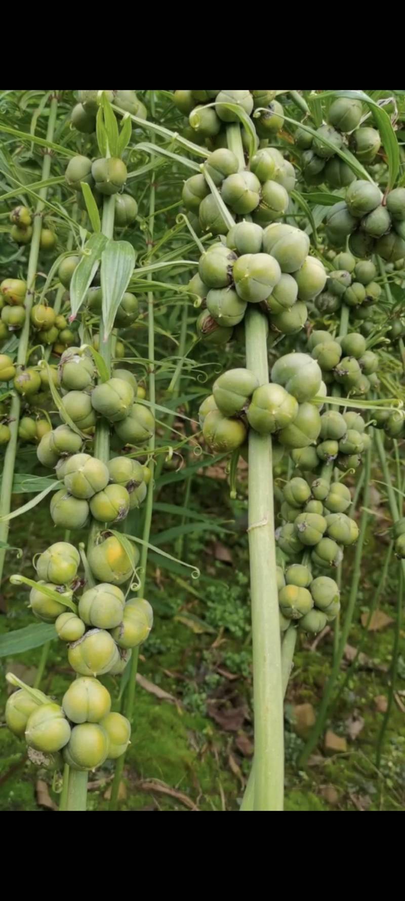 云南蒙自滇红花黄精种子，新鲜上市，**特惠