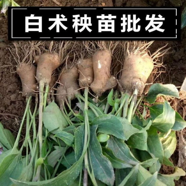 精选白术种苗基地改良白术苗基地直销价格优惠