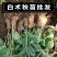 精选白术种苗基地改良白术苗基地直销价格优惠