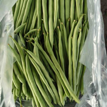 四季豆，小金豆，大供应电商货，每天20吨量大从优。