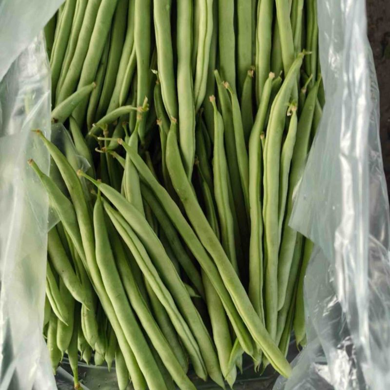 四季豆，小金豆，大供应电商货，每天20吨量大从优。