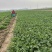 2024年香菜入库开始了《质量好价格低》