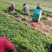 2024年香菜入库开始了《质量好价格低》