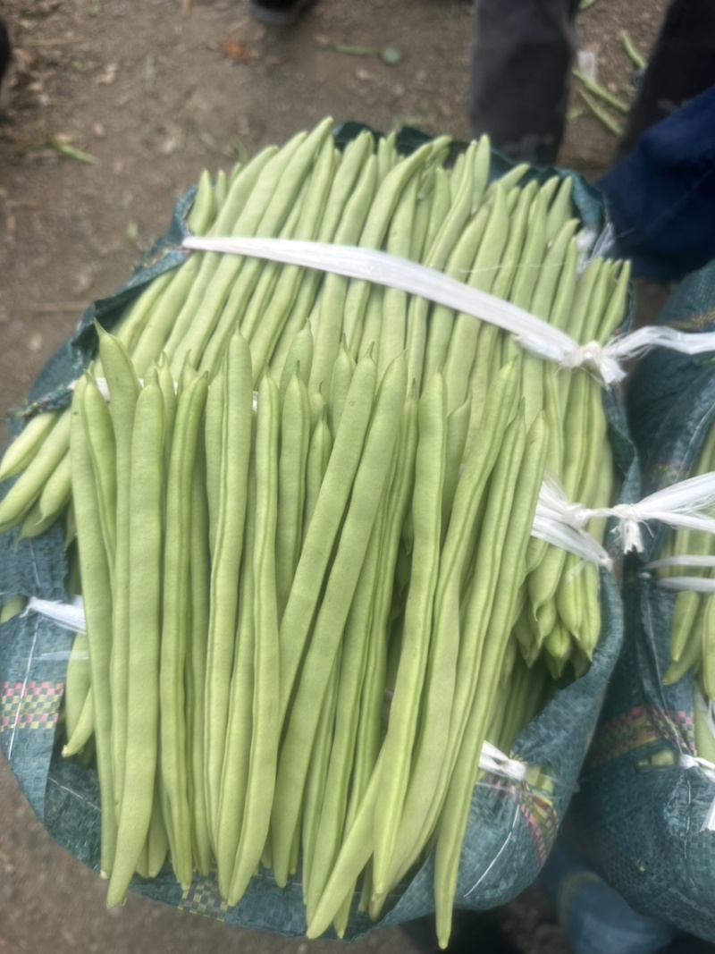 ，四季豆，精品