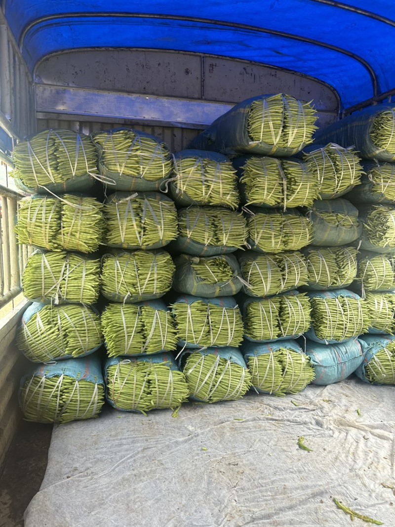 ，四季豆，精品