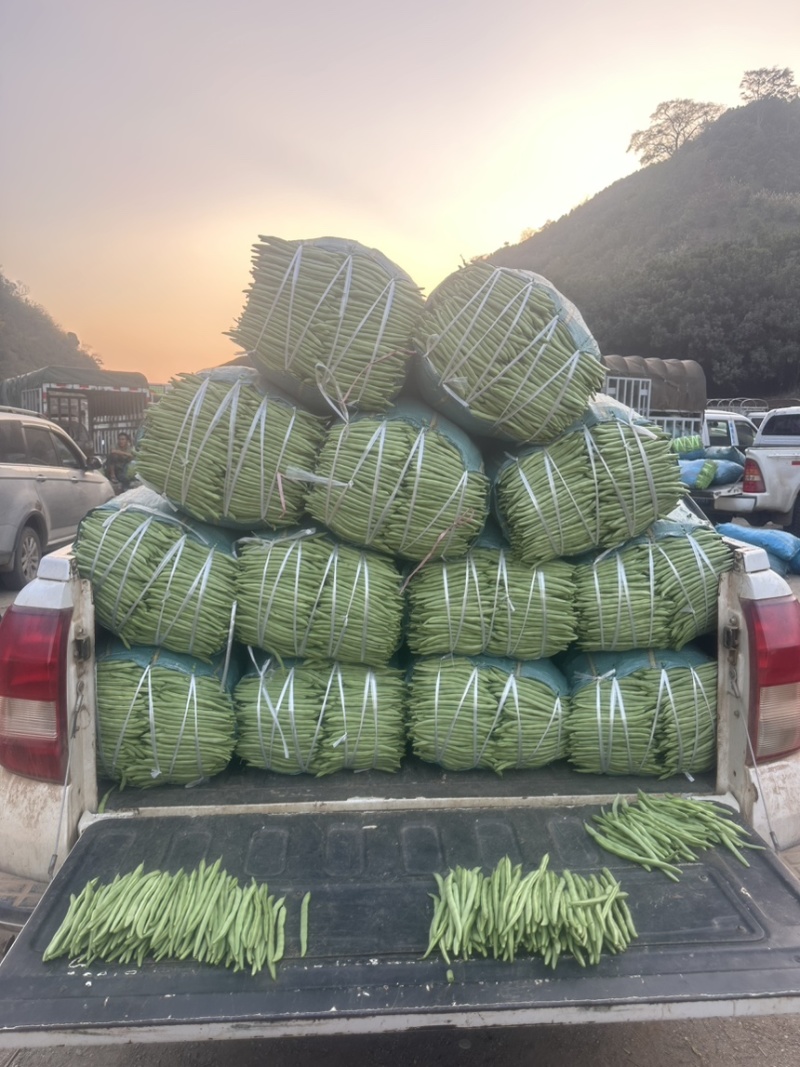 ，四季豆，精品