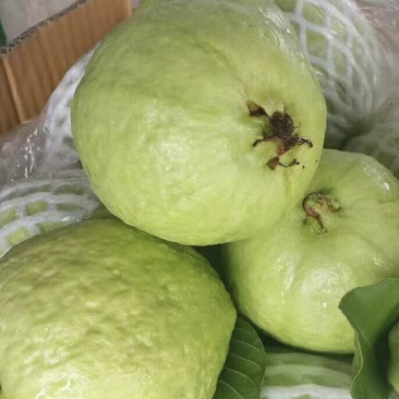 精选广东大量番石榴芭乐大量上市，可以一年四季长期供应