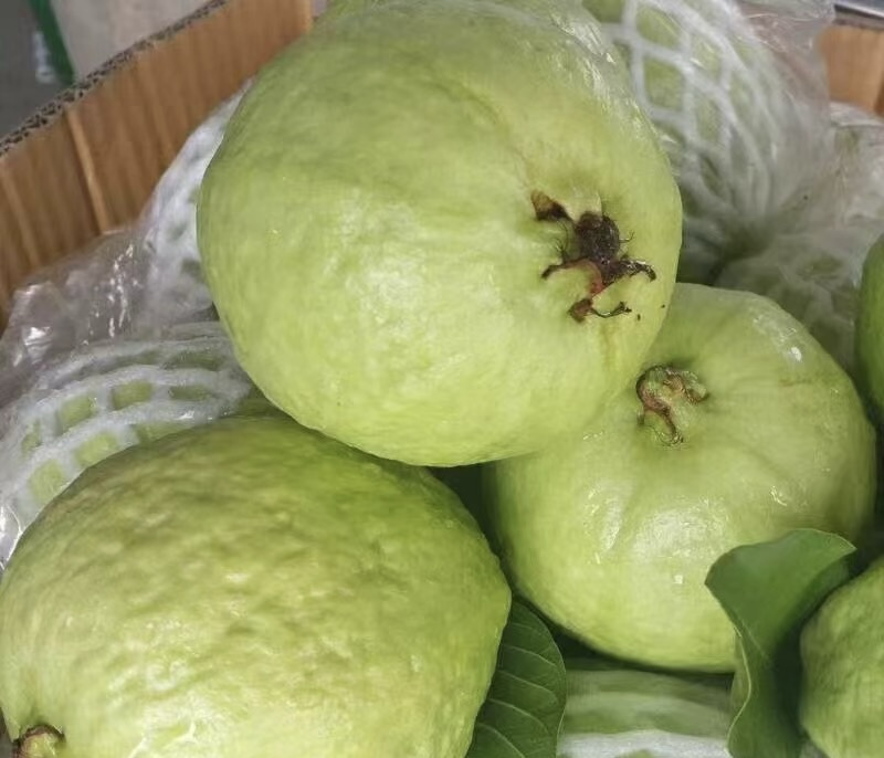 精选广东大量番石榴芭乐大量上市，可以一年四季长期供应