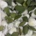 精选广东大量番石榴芭乐大量上市，可以一年四季长期供应