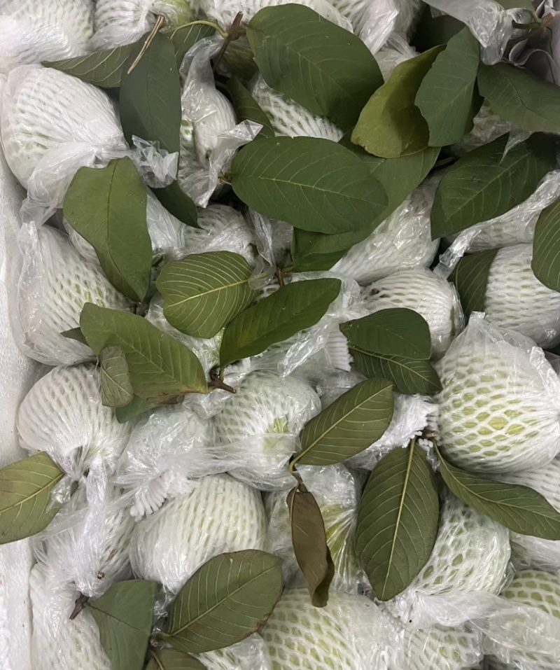 精选广东大量番石榴芭乐大量上市，可以一年四季长期供应