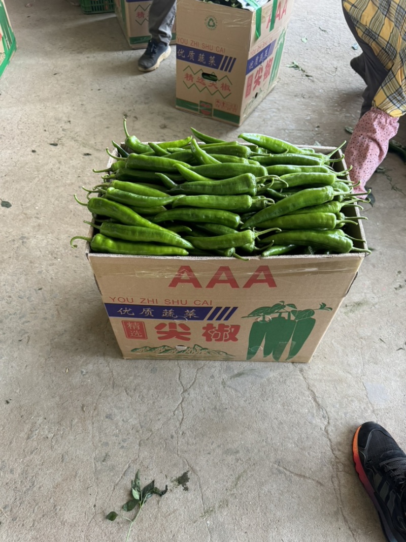 青皮尖椒新苗市场精品货电商青皮尖椒大量供应价优