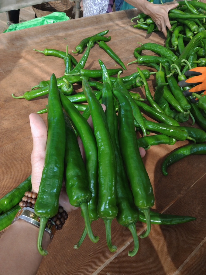 青皮尖椒新苗市场精品货电商青皮尖椒大量供应价优