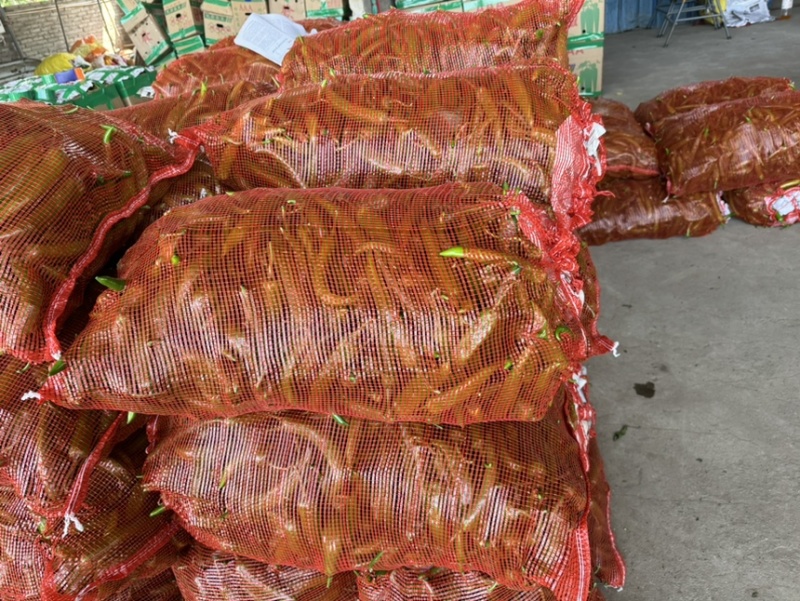青皮尖椒新苗市场精品货电商青皮尖椒大量供应价优
