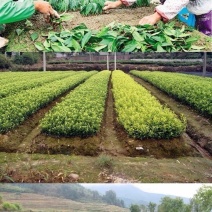 出售各种茶苗