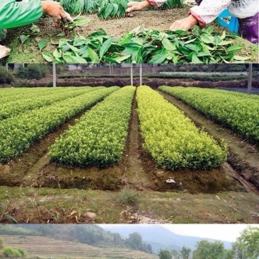 出售各种茶苗