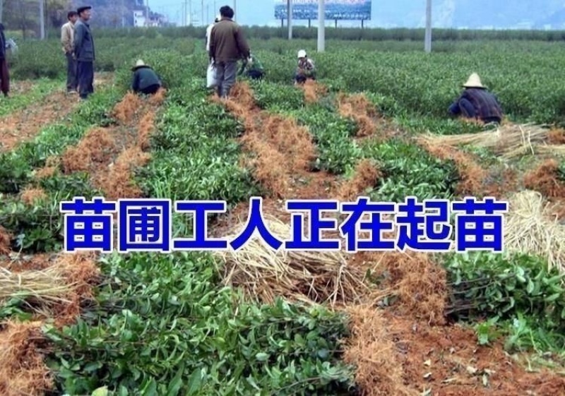 出售各种茶苗