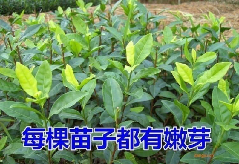 出售各种茶苗