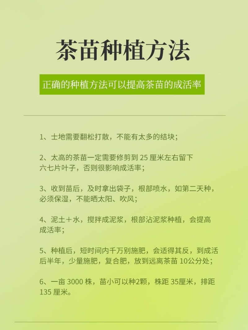 出售各种茶苗