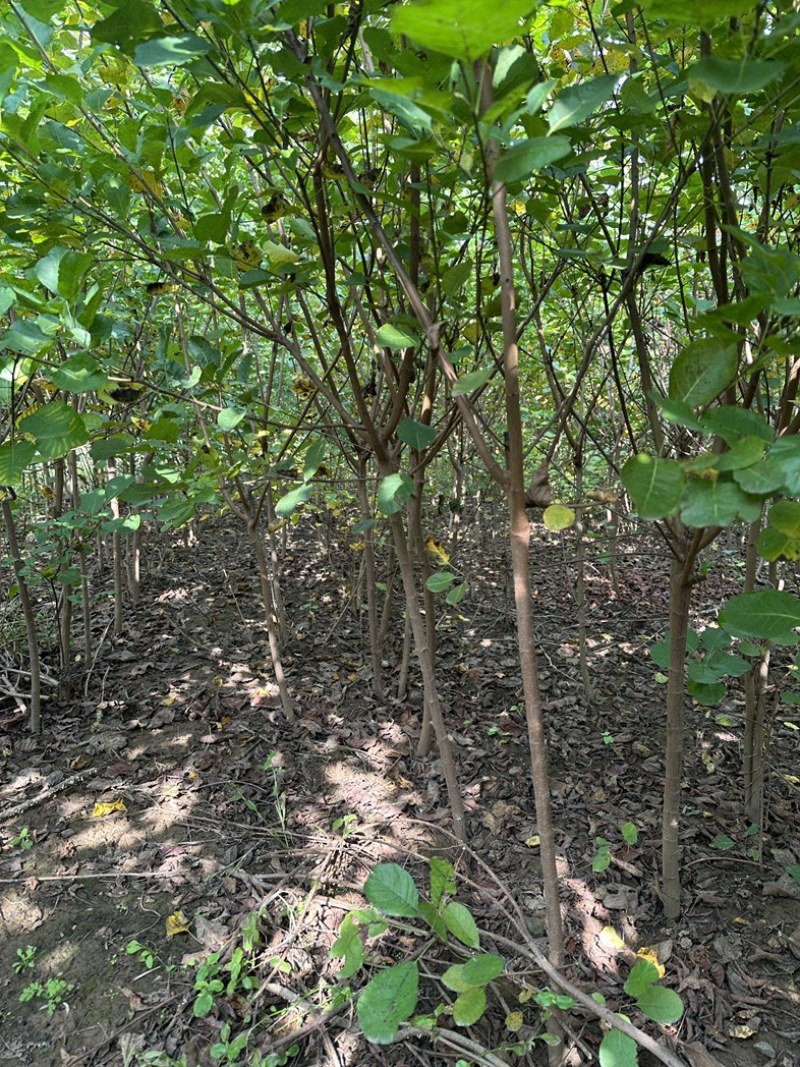 黄栌二年苗地径2公分到3公分量大价格优惠自家培育种植