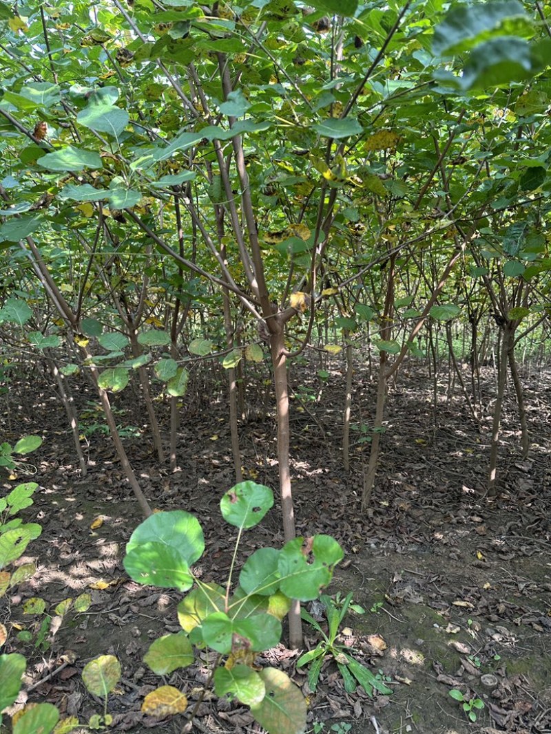 黄栌二年苗地径2公分到3公分量大价格优惠自家培育种植