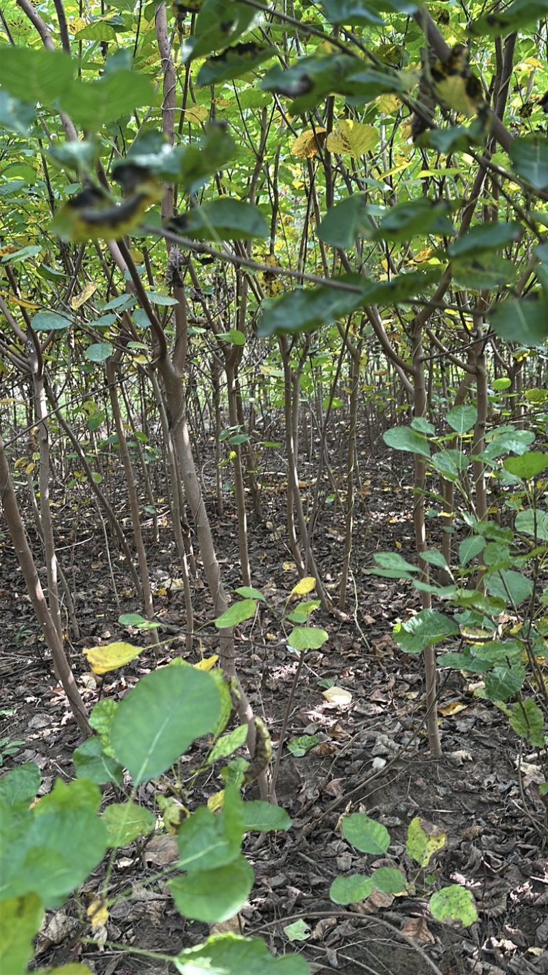 黄栌二年苗地径2公分到3公分量大价格优惠自家培育种植