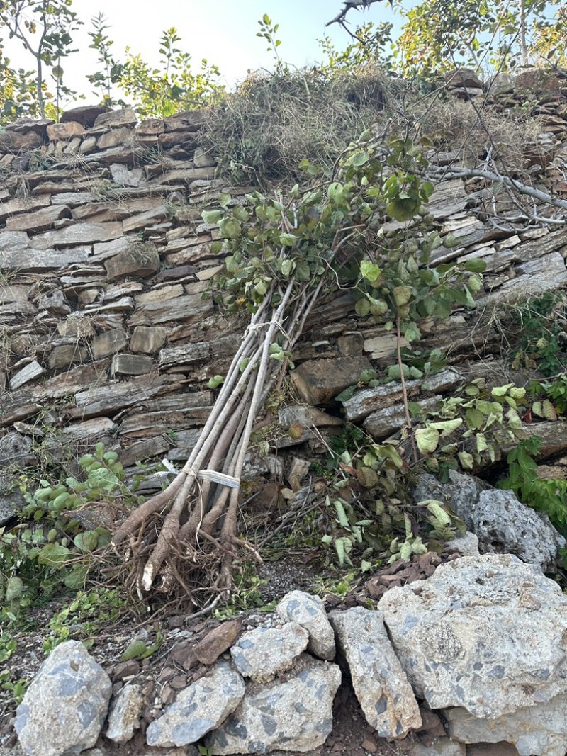 黄栌二年苗地径2公分到3公分量大价格优惠自家培育种植