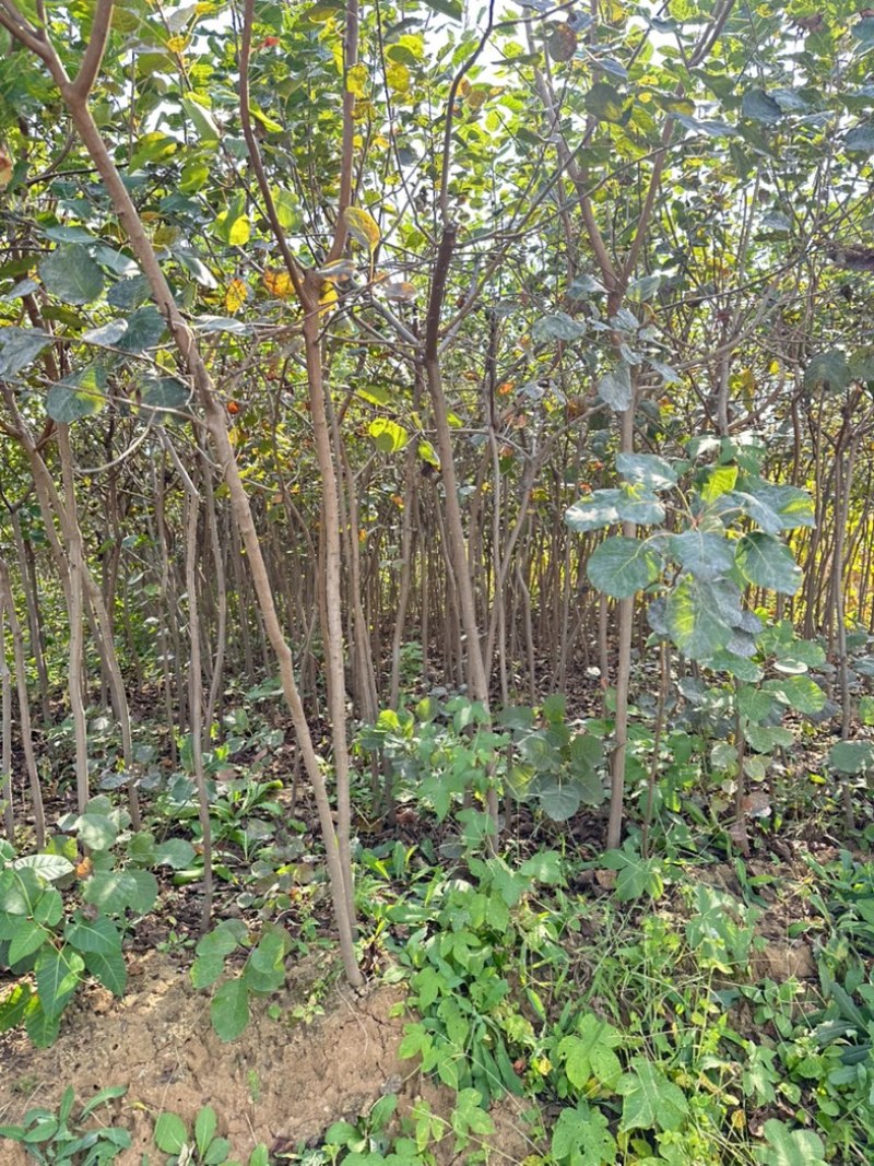 黄栌二年苗地径2公分到3公分量大价格优惠自家培育种植