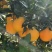 脐橙，红橙