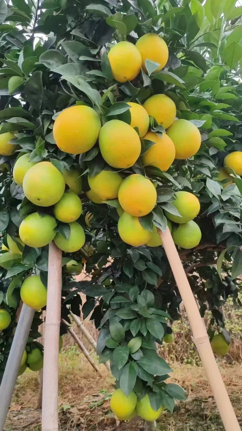 脐橙，红橙